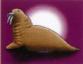 Walrus label
