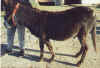 Humphrey the donkey
